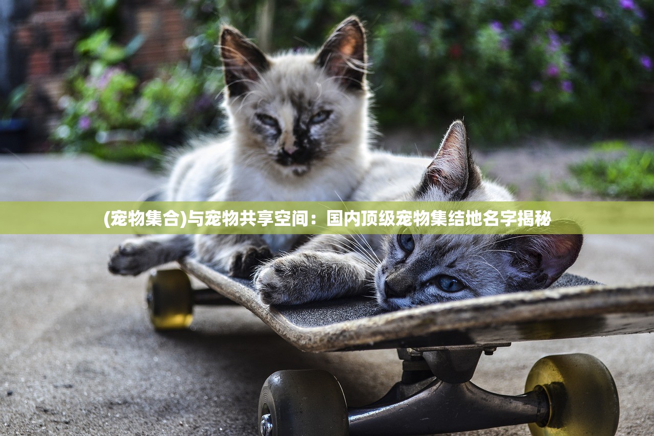 (宠物集合)与宠物共享空间：国内顶级宠物集结地名字揭秘