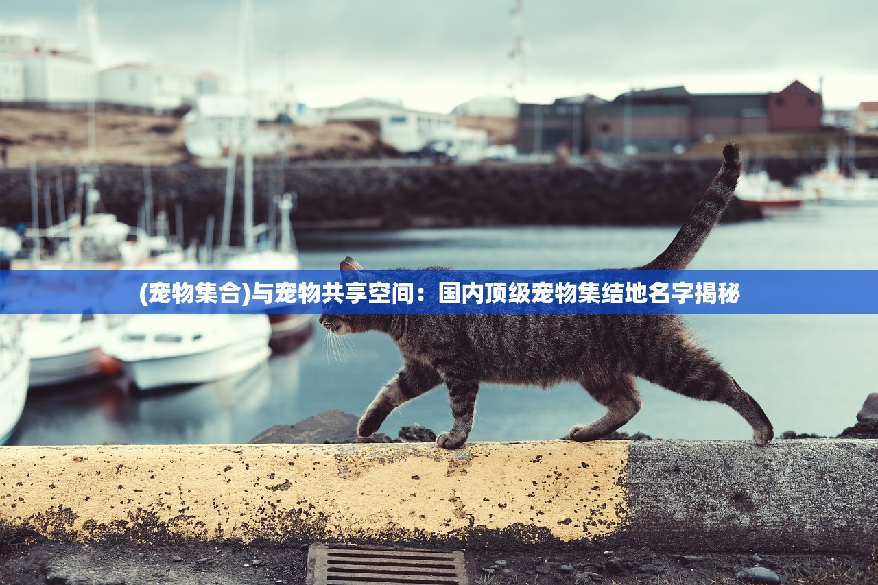 (宠物集合)与宠物共享空间：国内顶级宠物集结地名字揭秘