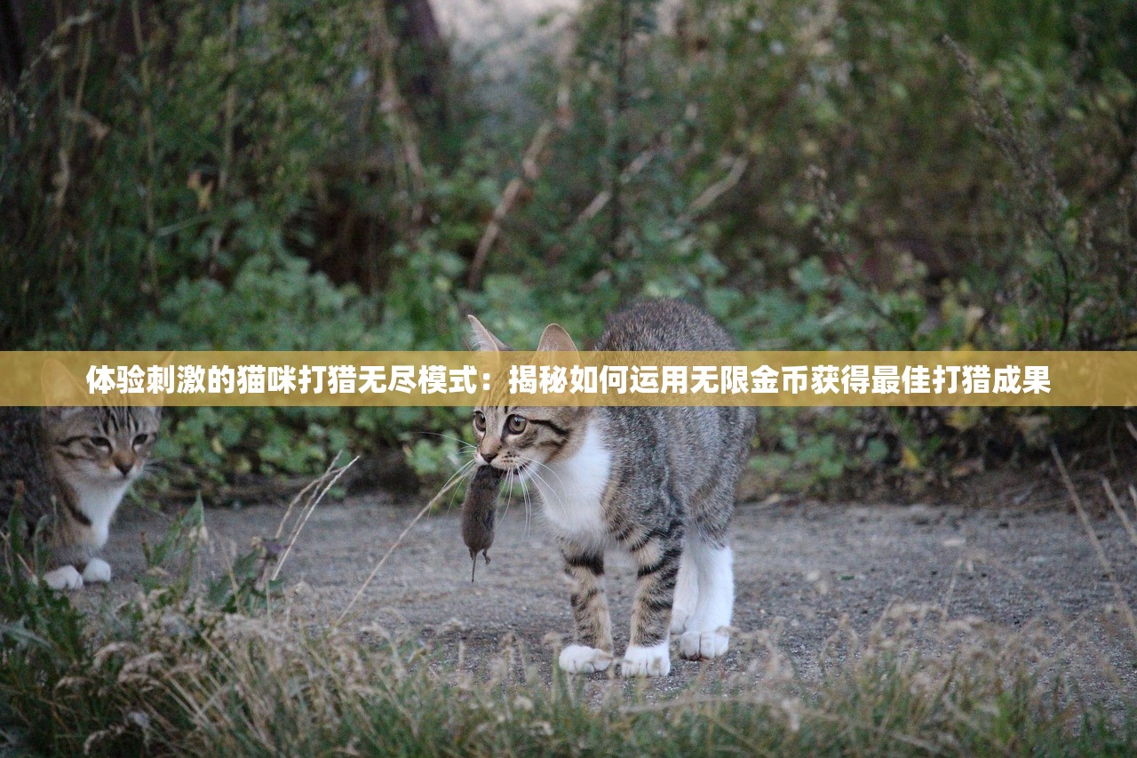 新奥2024精准资料168|诠释解析落实_公开款.2.667