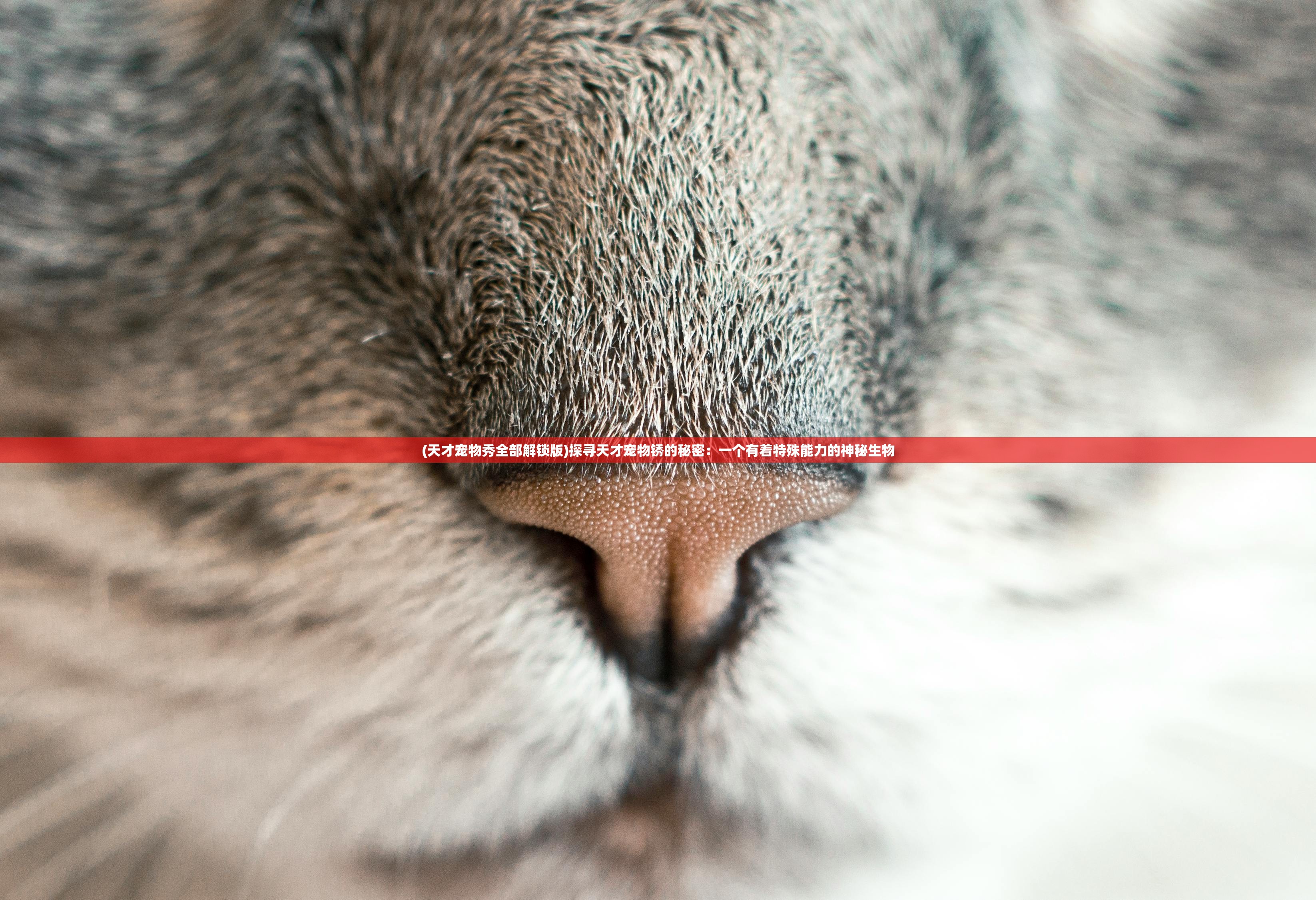 (武义九州无限历练点破解版)武义九州,无限历练之旅 (武义九州无限历练点破解版)武义九州,无限历练之旅