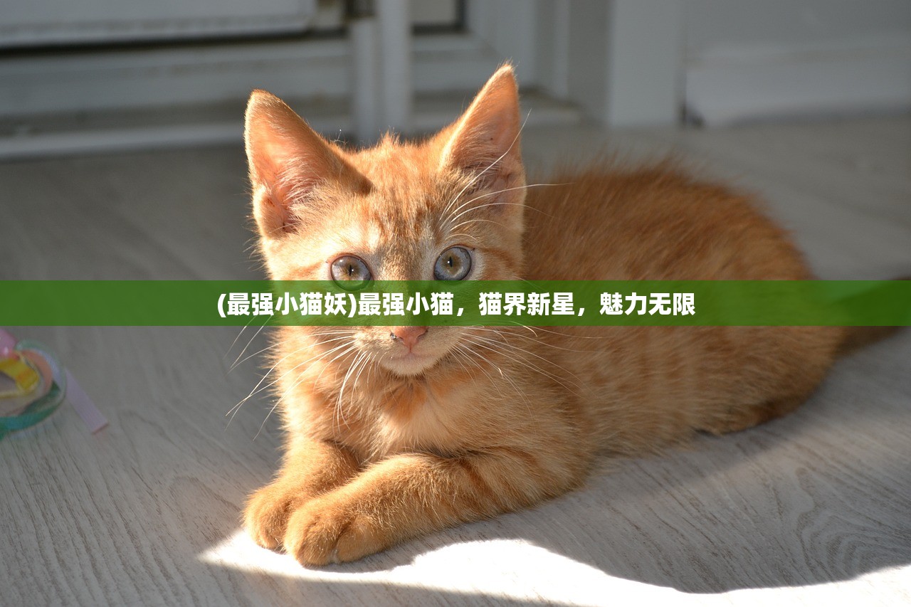 (最强小猫妖)最强小猫，猫界新星，魅力无限