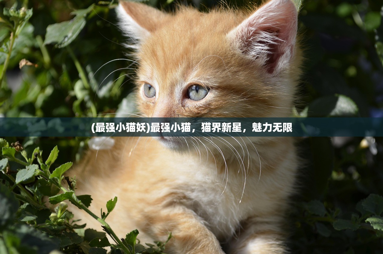 (最强小猫妖)最强小猫，猫界新星，魅力无限