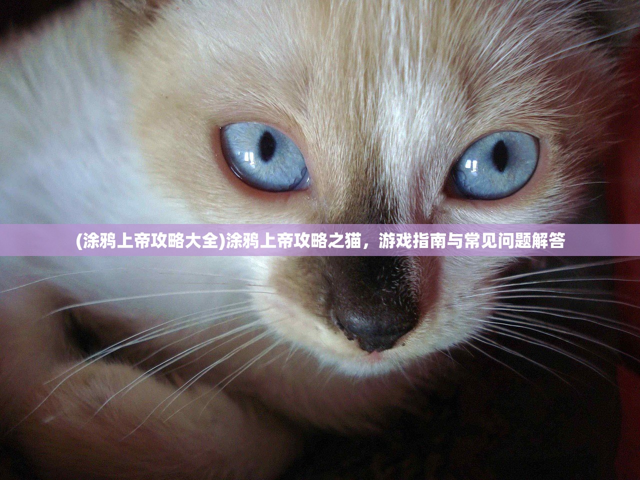 (重返现场攻略小说)重返现场攻略，全面指南与常见问题解答