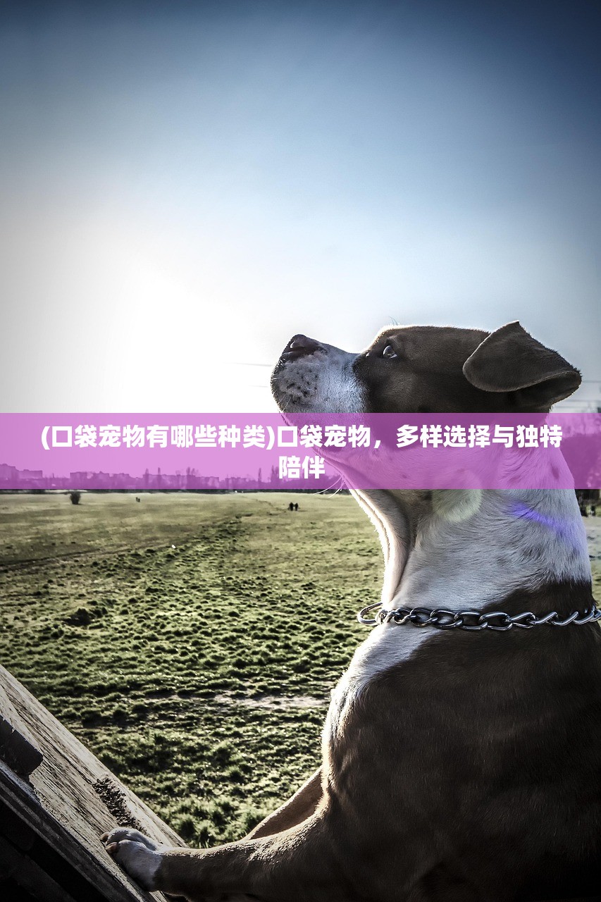 (新天龙八部怀旧服交易平台)新天龙八部怀旧服，重温经典，怀旧情怀的深度解读