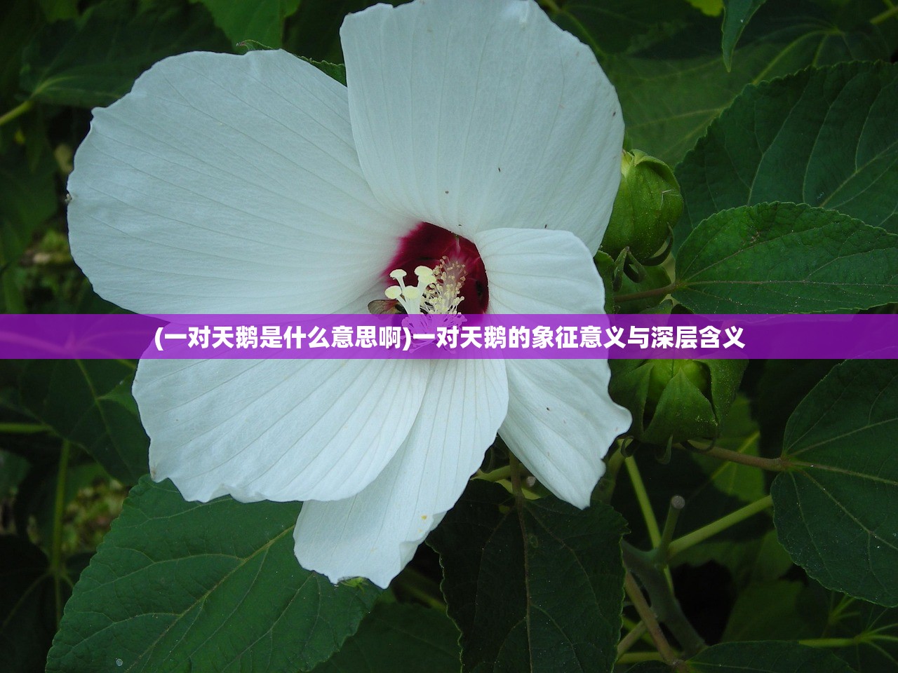 (一对天鹅是什么意思啊)一对天鹅的象征意义与深层含义